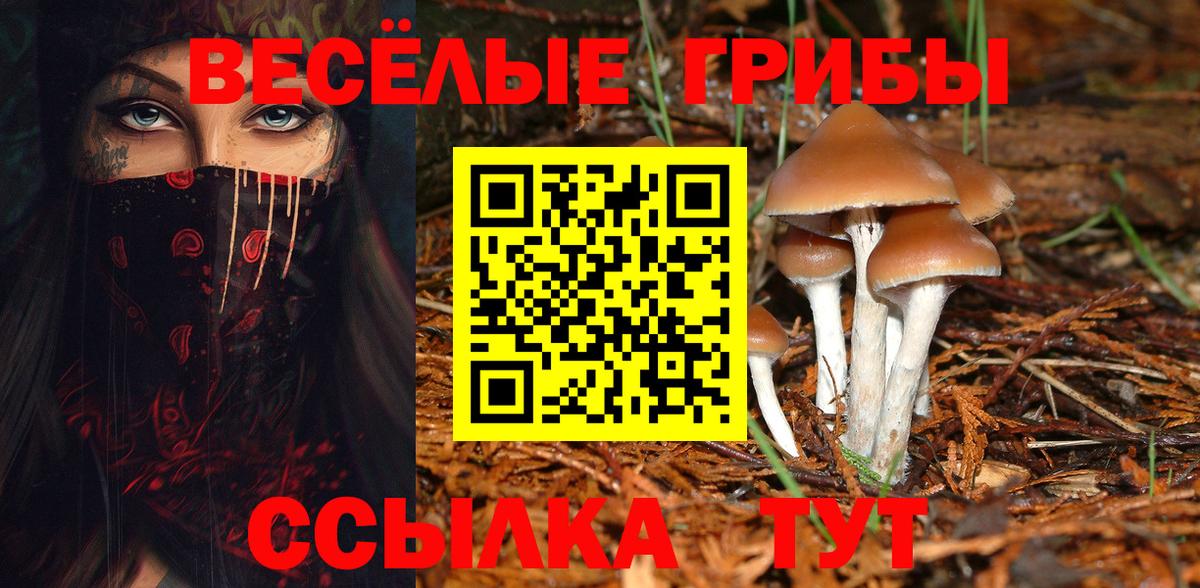 Псилоцибиновые грибы Cubensis Луга